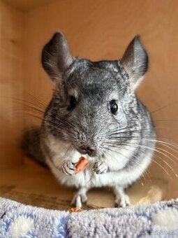 Prodám samičku činčily