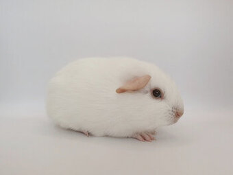 Prodám morče - samečka