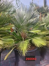Palmy a exotické rostliny