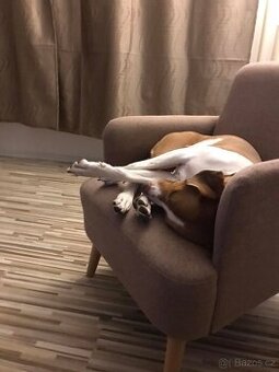 Bella- fena - 1