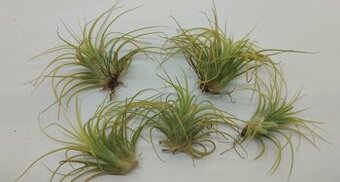 Tillandsia