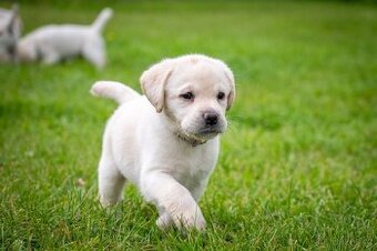 Labradorský retrívr štěně