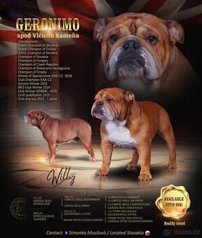 Anglický bulldog s PP na KRYTIE, Buldok, Buldog