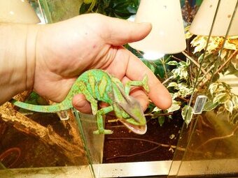 Chameleon jemenský