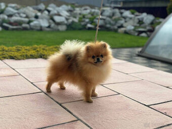 POmeranian - 1