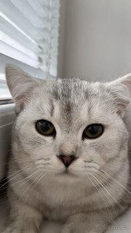 British short hair cat - 1