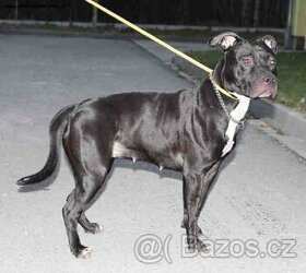 KELLY - kříženec Pitbulteriér - fenka 2 roky
