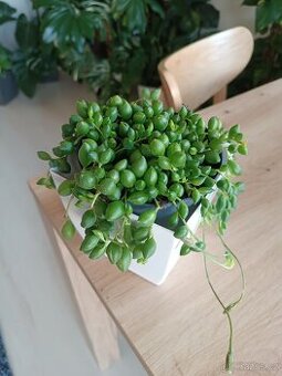 Senecio - 1