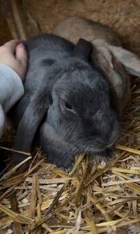 Kastrovaný pár