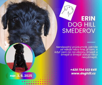 ERIN - štěně knírače středního s PP