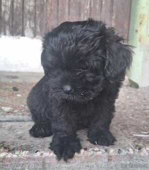 Maltipoo