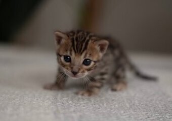 Hnědá bengálská kočička s PP - 1