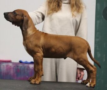 Rhodéský ridgeback