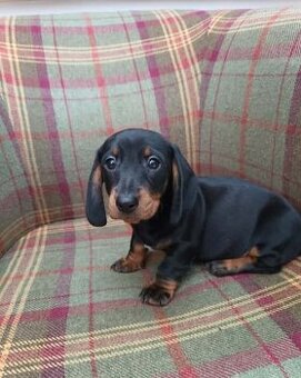 Trpasličí jezevčík