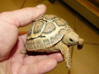 Želva pardálí