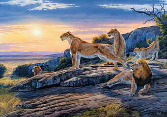 Step Lion's Pride Lví smečka lvi před lovem puzzle 1000Ks