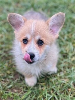 Welsh corgi pembroke s PP (FCI)
