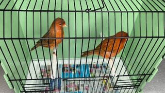 Kanár červeno, bielo hnedý a izabelový dominantný