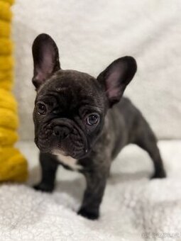 Francouzský buldoček štěňátko s PP