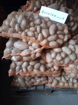 Brambory na uskladnení