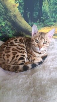 Bengálský kocourek