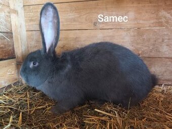 Belgický obr -Rezervace