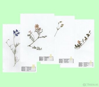 Rostliny do herbáře s přiloženými (nepřilepenými) popisky