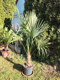 Palma konopná 150cm