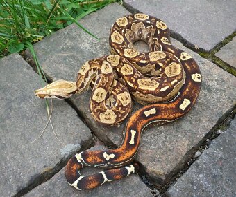 Boa imperator - Keltic Paradigm