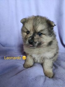 Leonardo - stene Pomeranian s PP