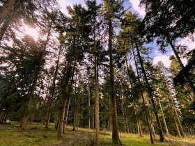 Lesní pozemek 1581m2, kú Tichov, 100% podíl