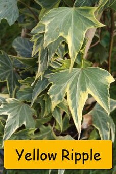 Břečťan (Hedera) - různé druhy