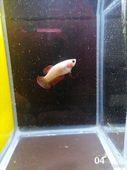 Betta Splendens - Betta bojovnice (Samice 04)
