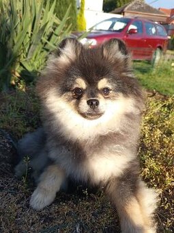 Štěňata Pomeranian s PP POSLEDNÍ 2 MAZLÍCI