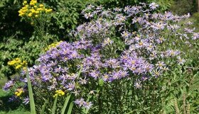 Hvězdnice chlumní-Aster amellus 2000 semen 50 Kč - 1