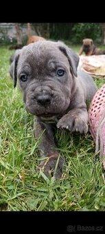 Cane Corso štěňata