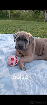 Cane Corso štěňata