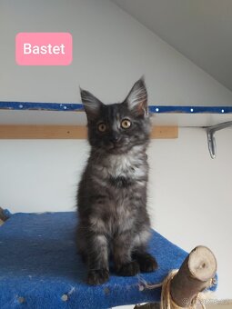 Mainská mývalí