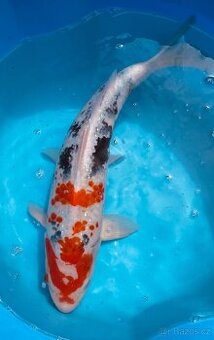 Koi kapr 45cm - 1