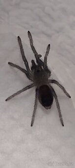 Sklípkan Aphonopelma seemanni