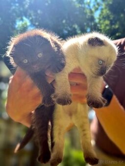 Scottish Fold