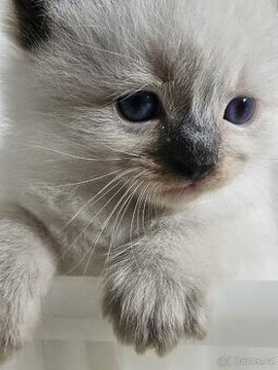 Ragdoll