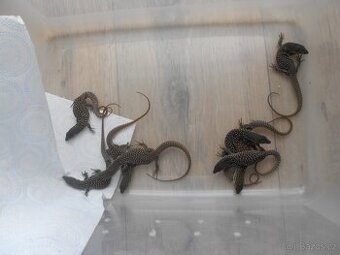 Varanus acanthurus - 1