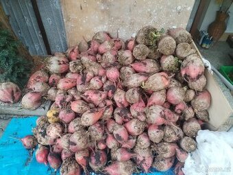 Krmná řepa Poděbrady REZERVACE