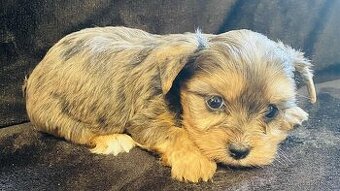 Yorkšírský teriér, Biewer, Yorkshire