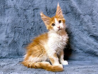 Mainská mývalí - kocourek (PP)