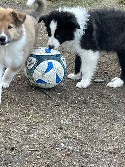 Stenata Border kolie/ kolie