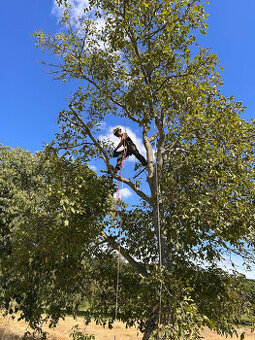 Arboristika, rizikové kácení, prořez stromů, údržba zahrad - 1