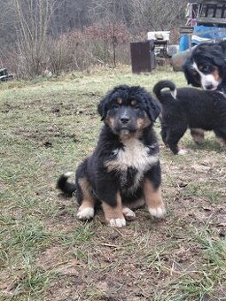 Štěně Bernský salašnický pejsek bez PP