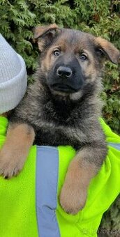 Německý ovčák štěńata celočerná a vlkošedá